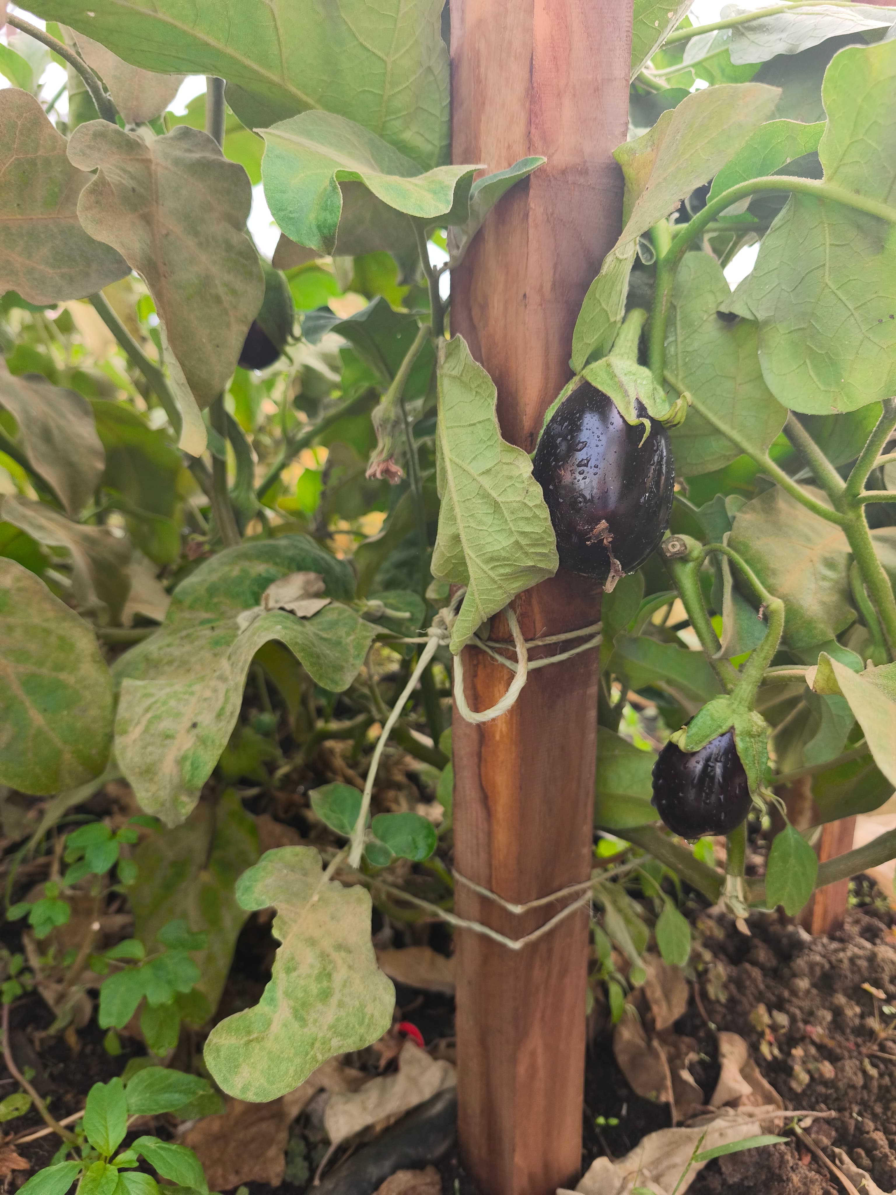 Bio padlizsán - 2
