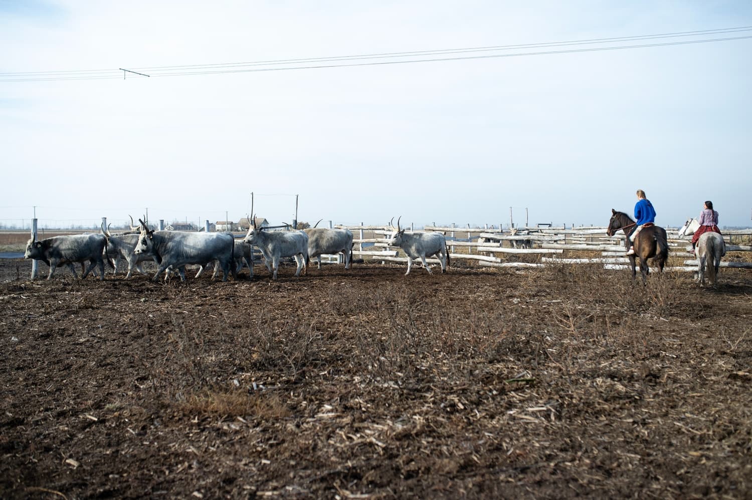 Bio legeltetésű szürkemarha hús - 5