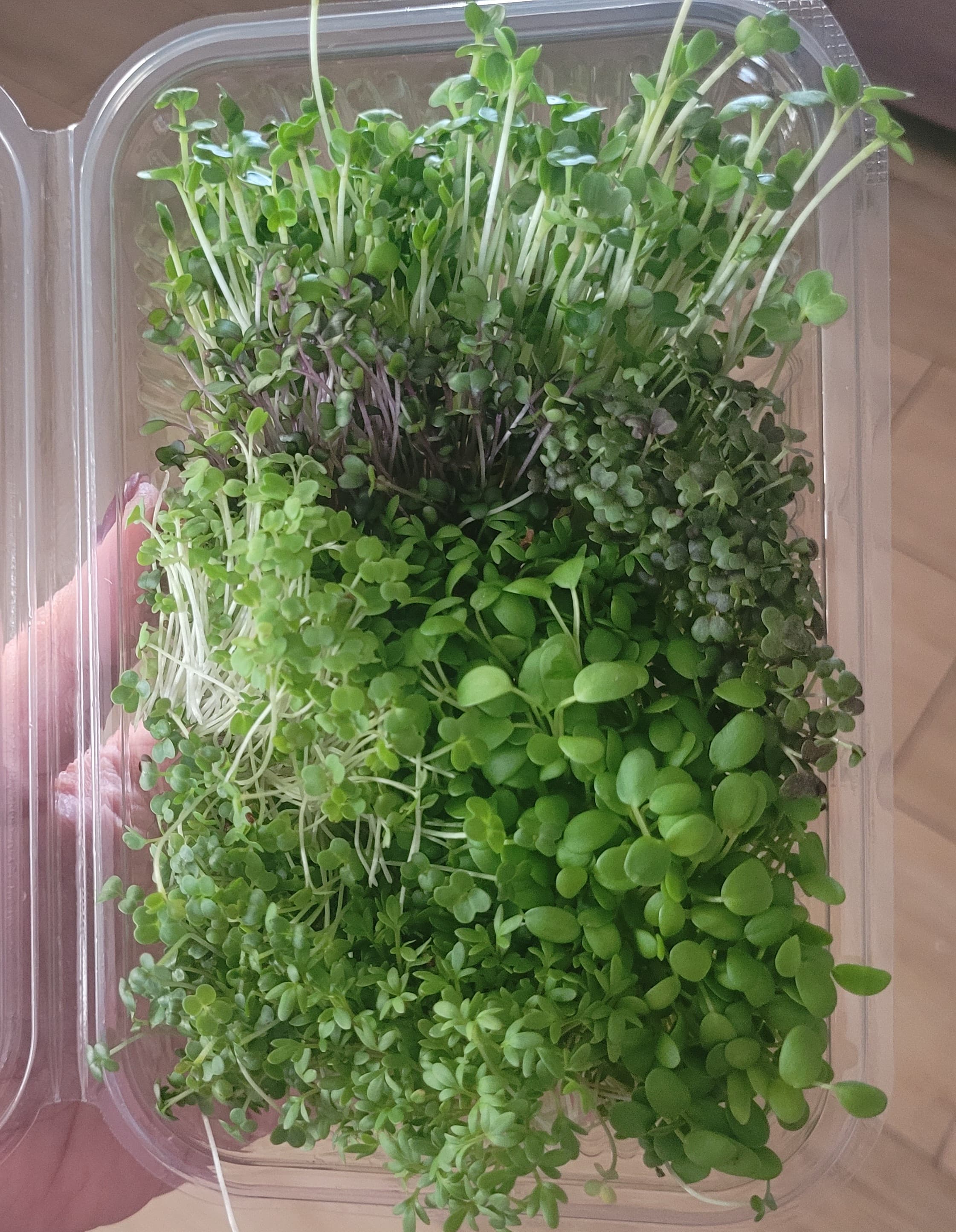 Mikrozöld  - 5