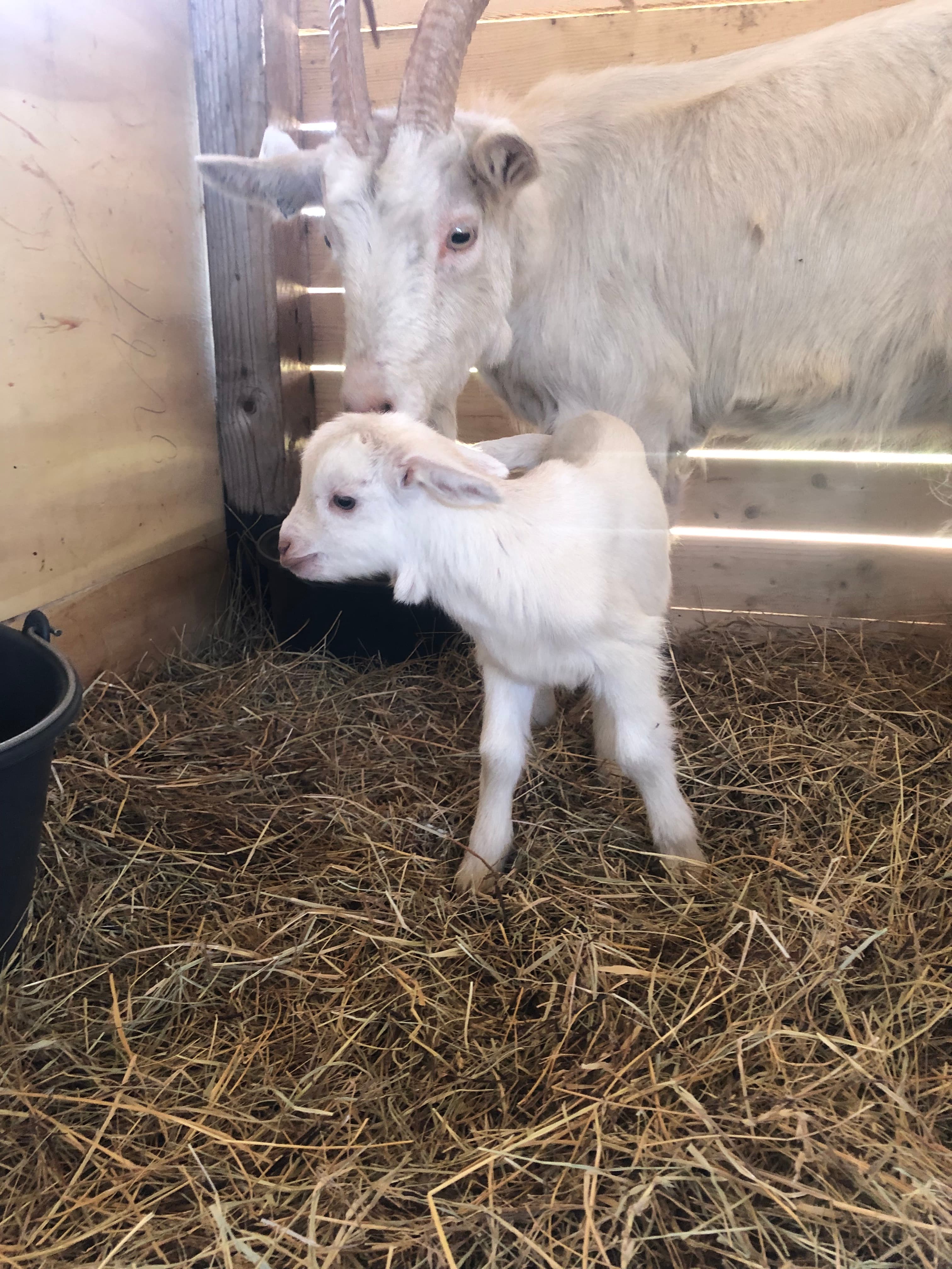 Black Sand Farm - 10