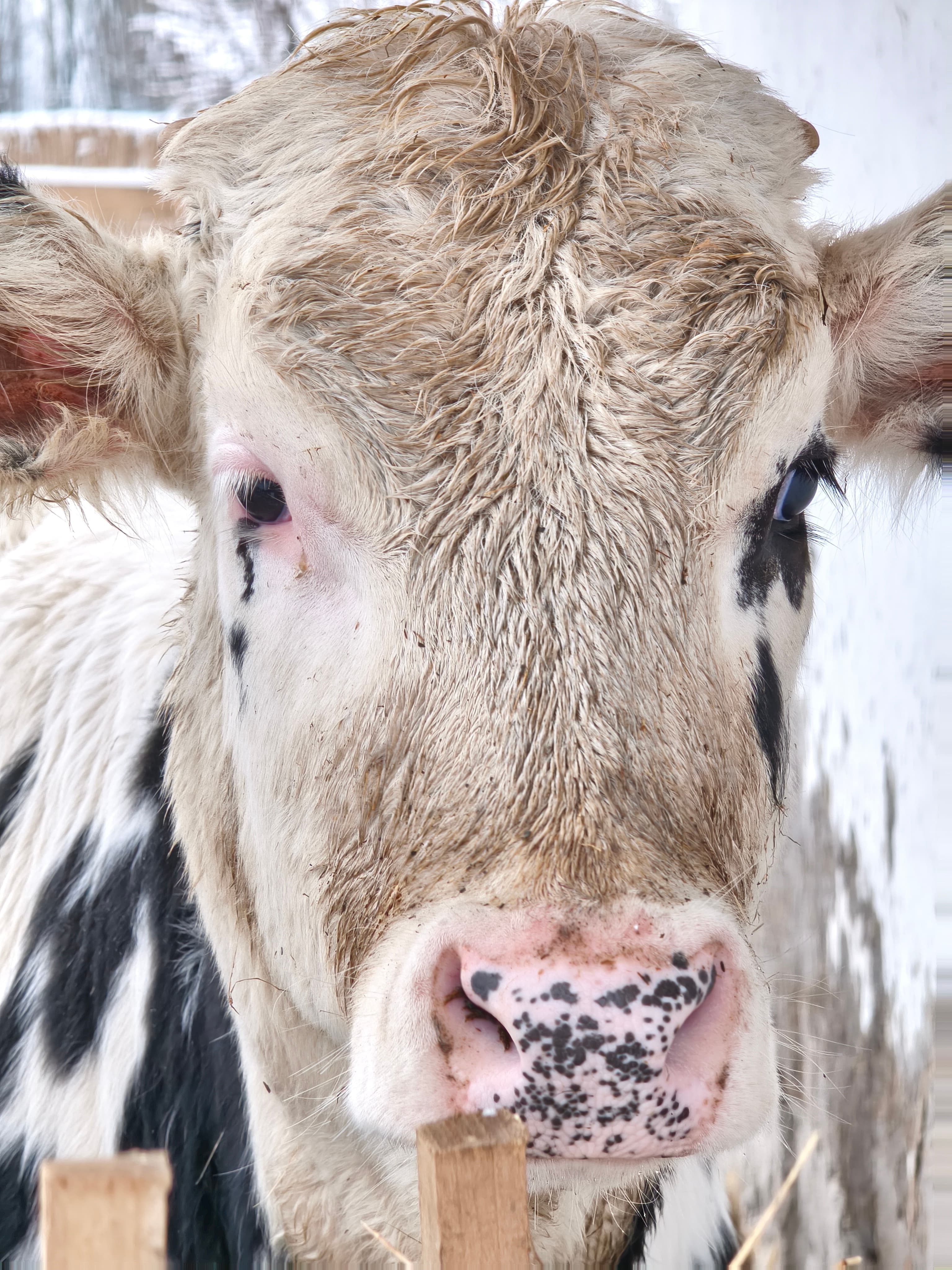 Tiszán innen Sajtbirtok - 9