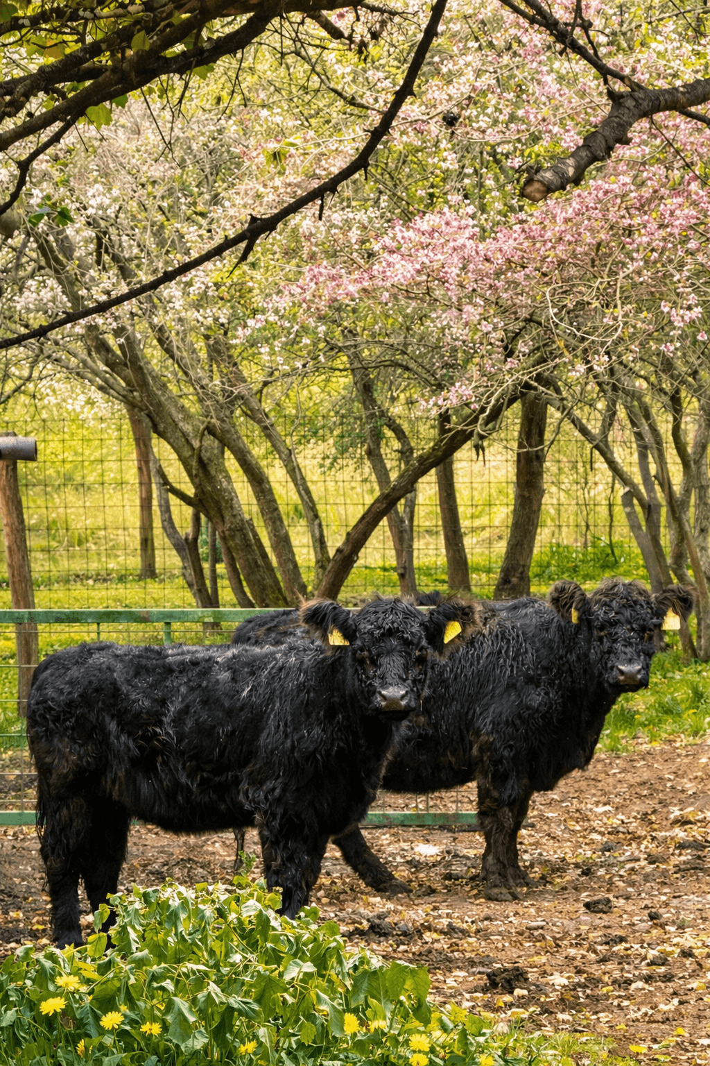 Möllmann Ranch cover