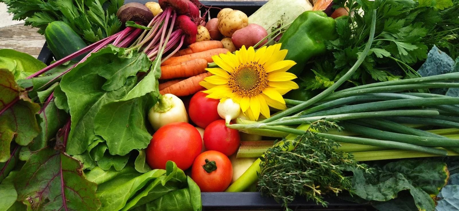 Hársas hegyi Élőkert cover