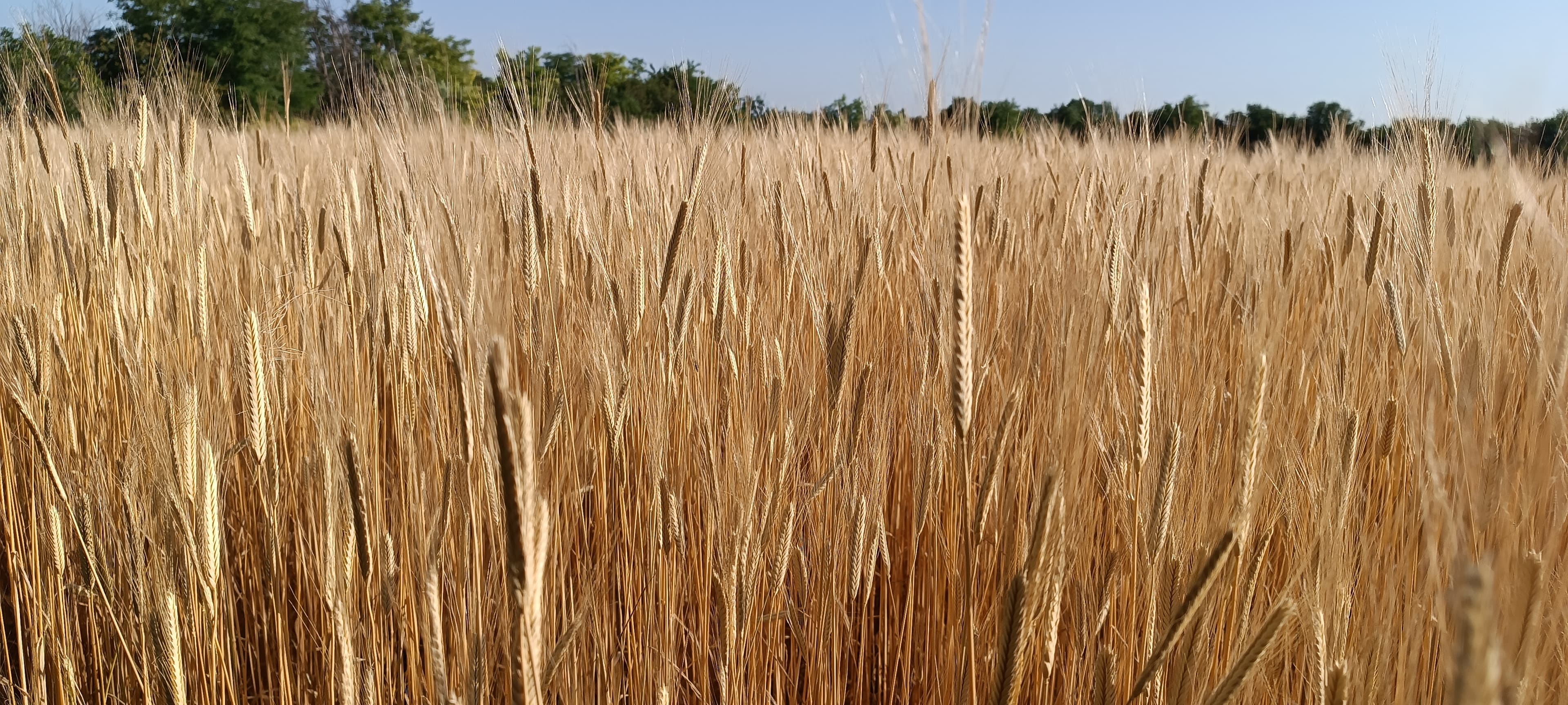 Boglya Családi Gazdaság cover